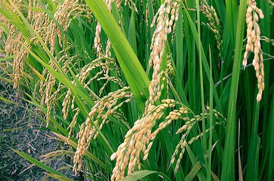  باحث من كفر الشيخ يكتشف سلالات جديدة من الأرز مقاومة للجفاف وبزيادة إنتاجية 30%