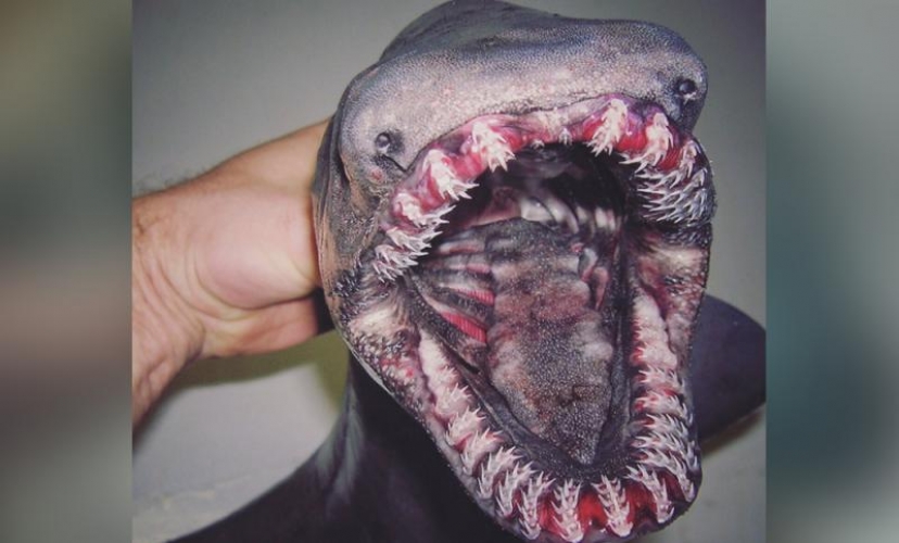  صور| أسماك مخيفة من أعماق المحيطات