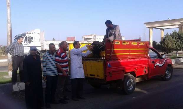  بالصور... الطب البيطري يحصن الماشية ضد الحمى القلاعية بكفر الشيخ