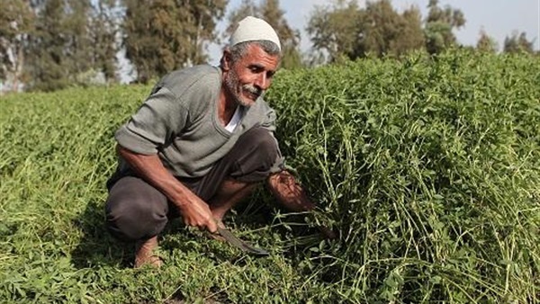  هانى الناظر : مش خايف على الفلاح فى الغيط من كورونا