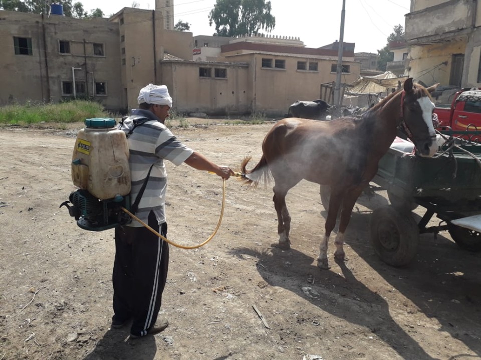  بالصور:  بيطرى كفر الشيخ ..  حملات رش جماعي  للقضاء على الطفيليات بالماشية